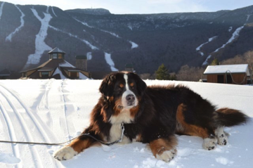 Starr out for an adventure atop Mt. Mansfield